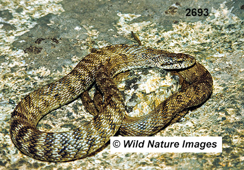 Steppe Rat Snake (Elaphe dione)